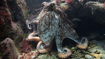 Common Octopus Resting On Rocky Underwater Reef