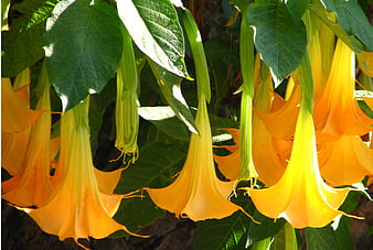 Vibrant Yellow Angel's Trumpet Flowers Hanging in Sunlight