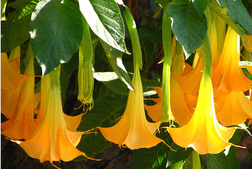 Vibrant Yellow Angel's Trumpet Flowers Hanging in Sunlight