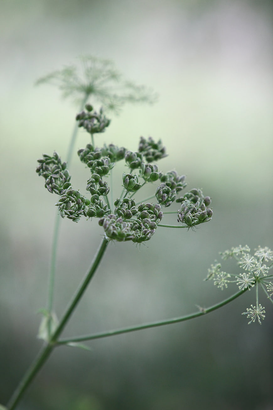 Close-up of Wild Cow Parsley Seed Heads in Meadow