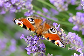 Peacock Butterfly on Purple Lavender Flowers Close Up