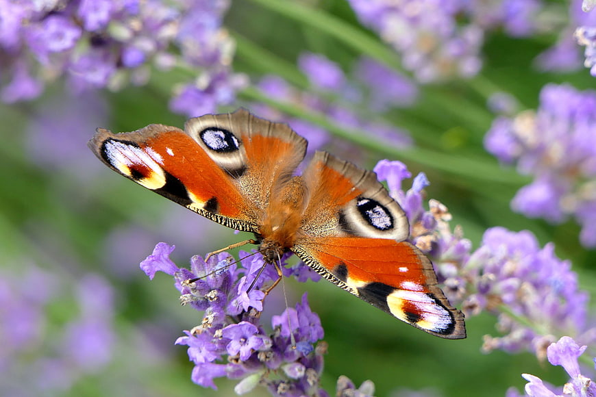 Peacock Butterfly on Purple Lavender Flowers Close Up