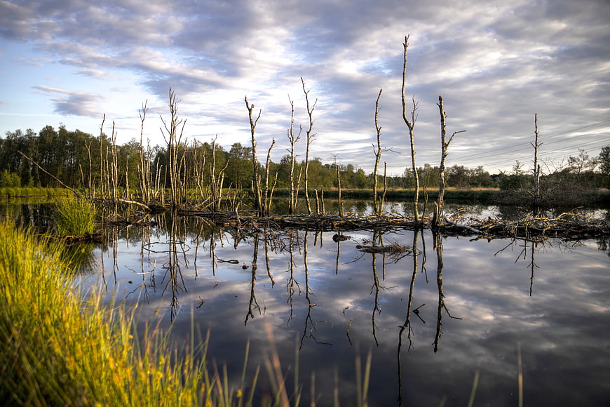 Dead Trees in Marsh Water with Cloudy Sky Reflection
