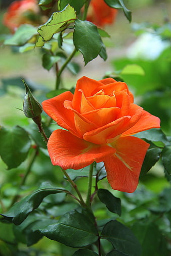 Vibrant Orange Rose Bloom Close-Up in Garden