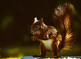 Red Squirrel Eating Seeds On Blue Feeder In Backlit Garden