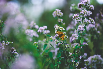 Fritillary Butterfly on Purple Oregano Flowers