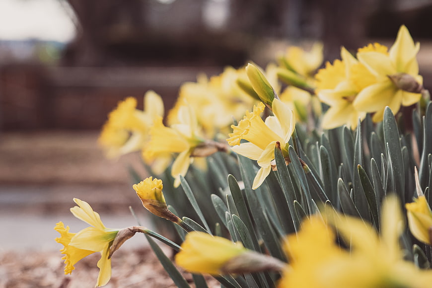 Close-up of blooming yellow daffodils in a spring garden