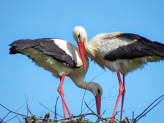 Two White Storks Nesting on Branches Against Blue Sky