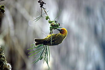 Yellow Weaver Bird Perched on Green Berries