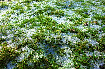 Hailstones on Green Grass After Storm
