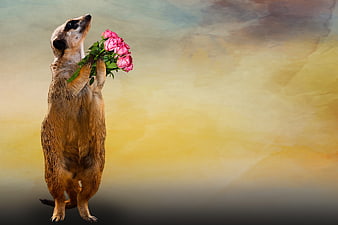 Meerkat Holding Pink Roses on Abstract Background