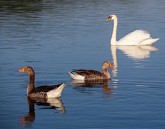 White Swan and Two Geese Swimming in Calm Blue Lake
