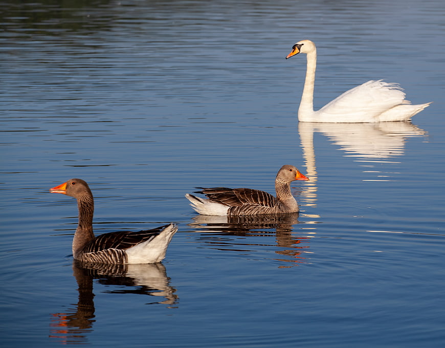 White Swan and Two Geese Swimming in Calm Blue Lake