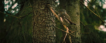 Spotted Owlet Perched on Tree Branch in Forest