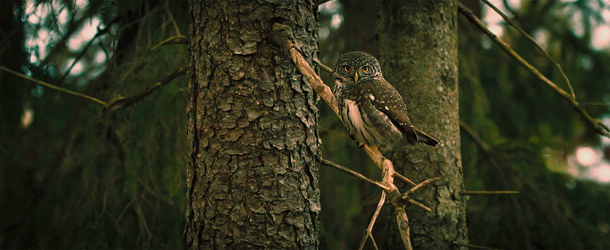 Spotted Owlet Perched on Tree Branch in Forest