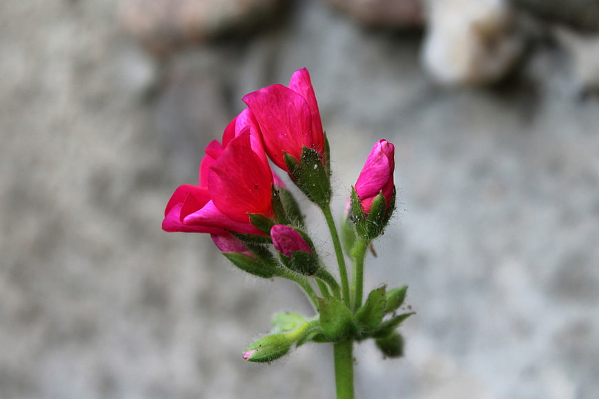 Close-up of vibrant pink geranium flower with buds