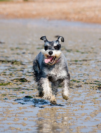Happy Miniature Schnauzer Running on Wet Beach Sand