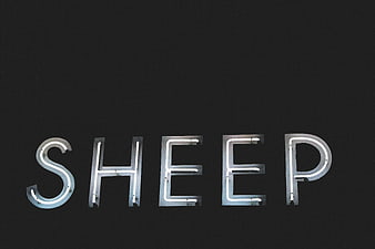 Neon Sheep Sign on Black Background