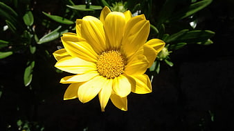 Vibrant Yellow Flower Close-Up in Sunlight