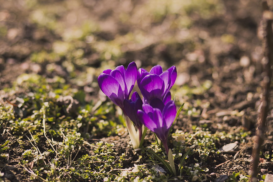 Purple Crocus Flowers Blooming in Spring Soil