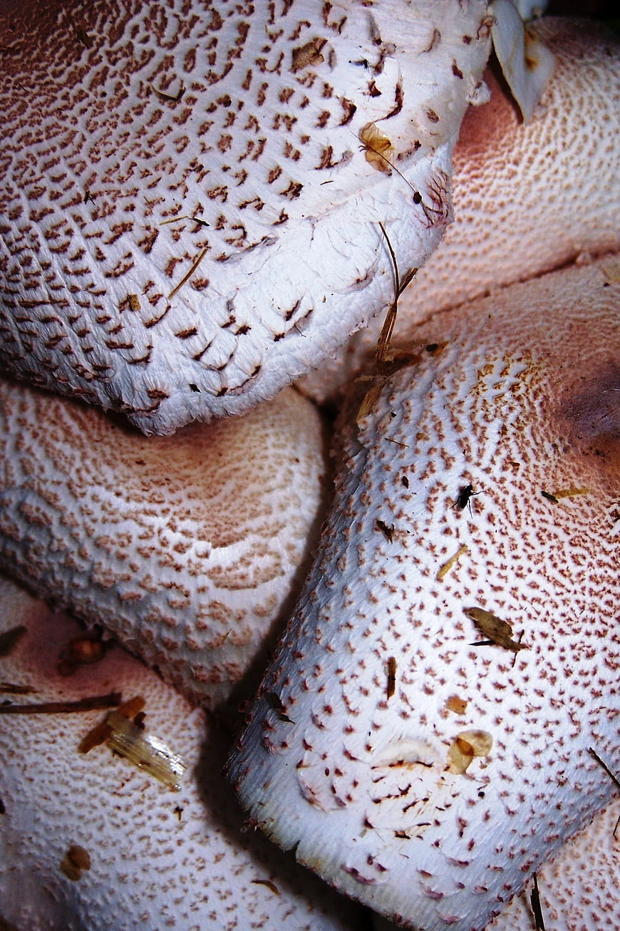 Close-up of white mushrooms with brown scales