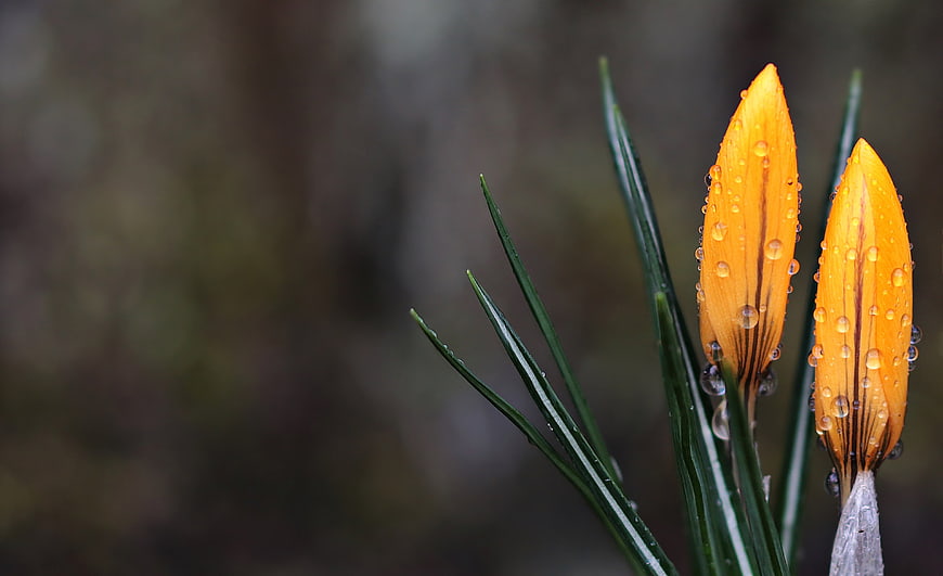 Close-up of yellow crocus buds with water droplets