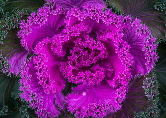Vibrant purple ornamental kale close-up
