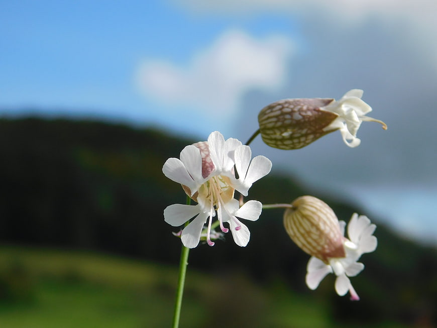 Close-up of White Campion Flowers Against Blue Sky