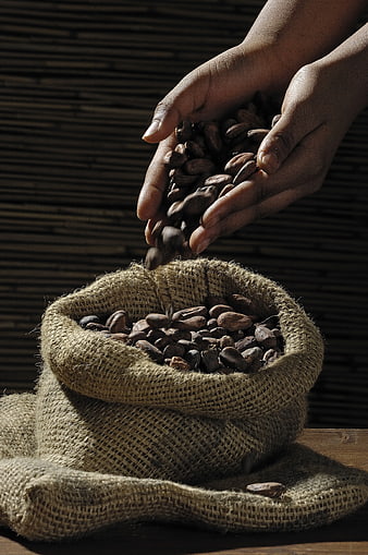 Hands pouring roasted coffee beans into burlap sack