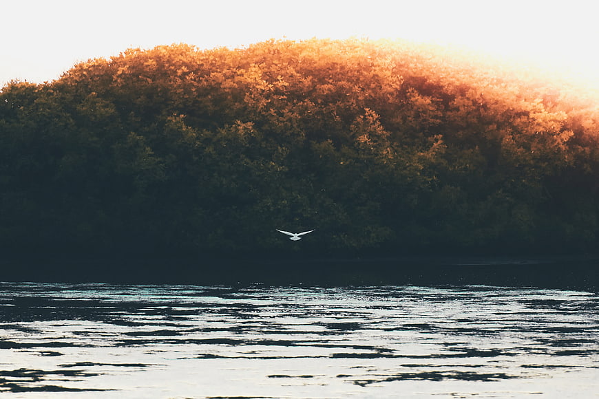White Bird Flying Over Lake at Golden Hour