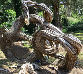 Twisted weathered olive tree trunk in sunlit garden