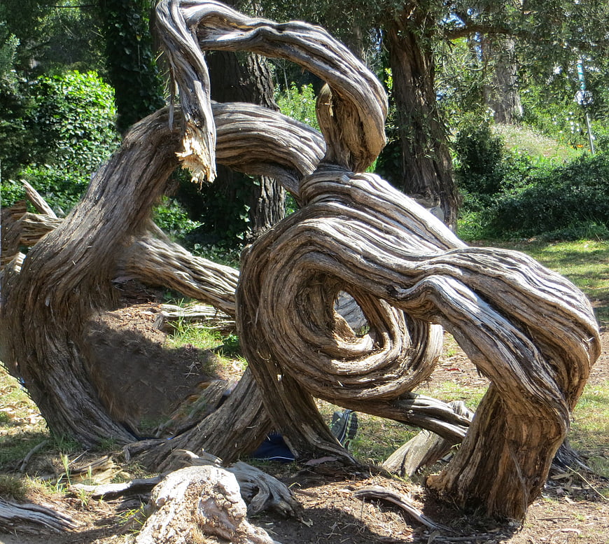Twisted weathered olive tree trunk in sunlit garden