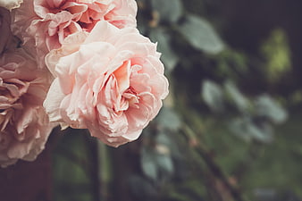 Close-up of delicate pink roses with soft bokeh background