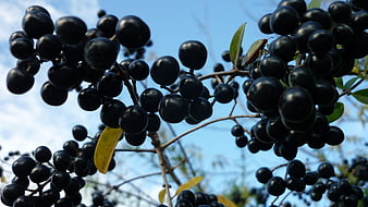 Close-up of black privet berries on branches against blue sky