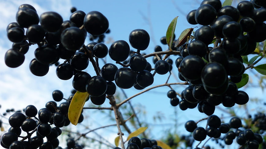 Close-up of black privet berries on branches against blue sky
