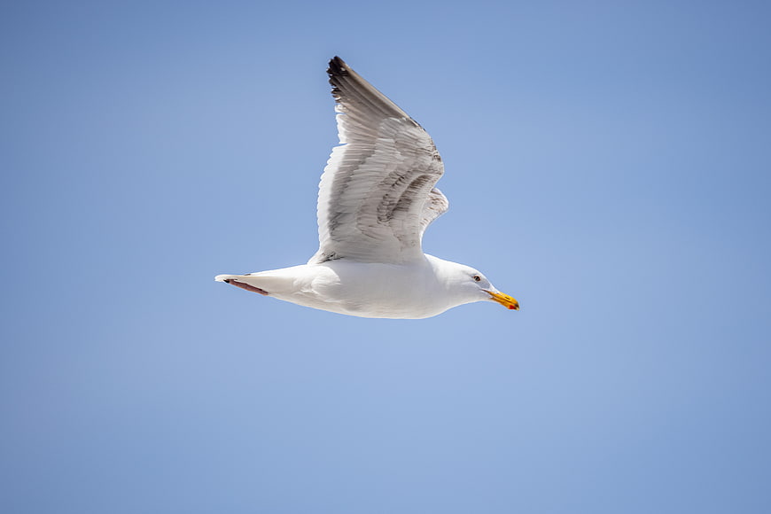 Seagull Soaring in Clear Blue Sky