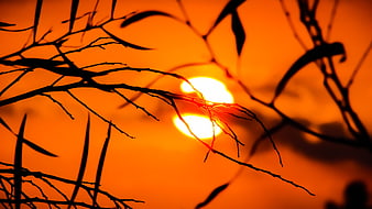 Silhouetted Tree Branches Against Vibrant Orange Sunset Sky