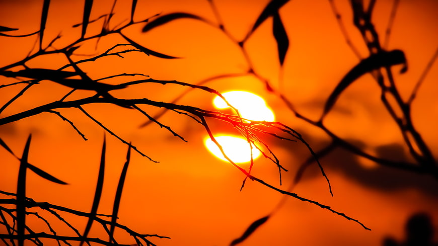 Silhouetted Tree Branches Against Vibrant Orange Sunset Sky