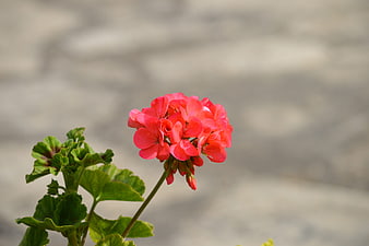 Vibrant Red Geranium Flower with Green Leaves