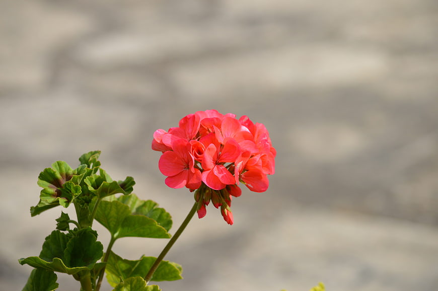 Vibrant Red Geranium Flower with Green Leaves