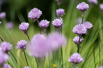 Purple Chive Flowers Blooming in Garden