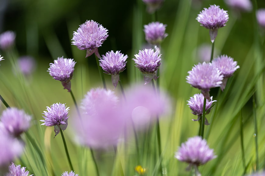 Purple Chive Flowers Blooming in Garden