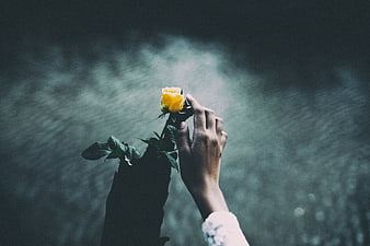 Hand holding yellow rose against dark moody background