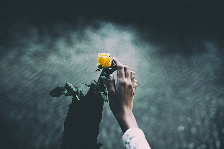 Hand holding yellow rose against dark moody background