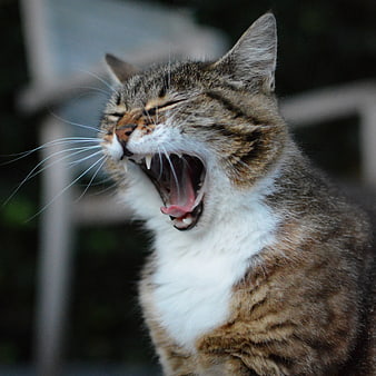 Tabby Cat Yawning Close Up Portrait