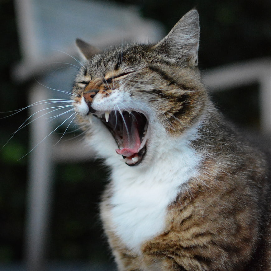 Tabby Cat Yawning Close Up Portrait