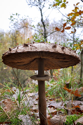 Close-up of large parasol mushroom in autumn forest