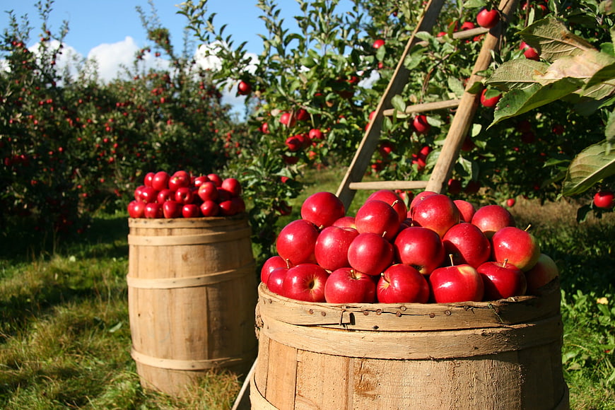 Fresh Red Apples in Wooden Bushels at Orchard