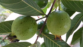 Fresh green guavas hanging on a tree branch with leaves