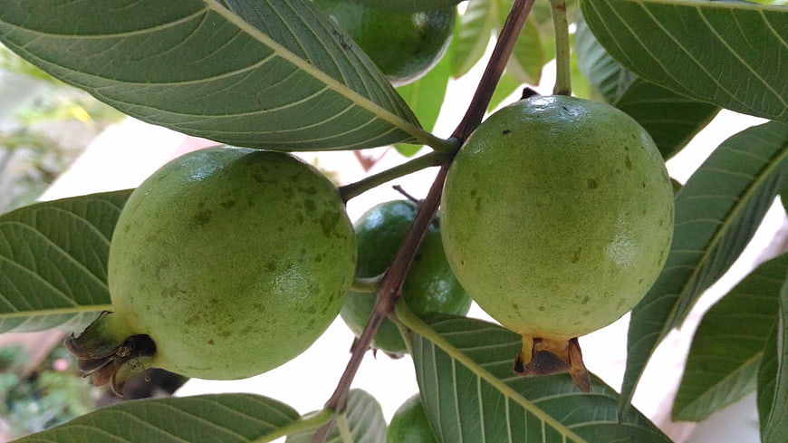 Fresh green guavas hanging on a tree branch with leaves